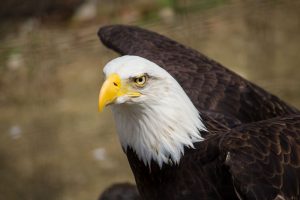 A close up of a bald eagle.