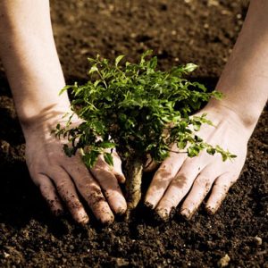 A woman's hands are holding a small tree in the dirt.