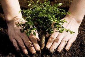 A person's hands holding a small tree in the dirt.